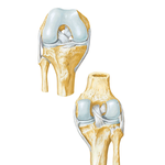 Knee: Cruciate and Collateral Ligaments