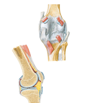 Knee: Posterior and Sagittal Views