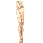 Arteries of Lower Limb: Schema