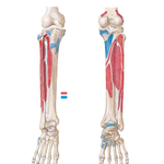 Attachments of Muscles of Leg