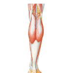 Muscles of Leg (Superficial Dissection): Posterior View