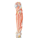 Muscles of Leg (Deep Dissection): Posterior View