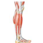 Muscles of Leg: Lateral View
