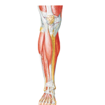 Muscles of Leg (Superficial Dissection): Anterior View