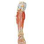 Muscles of Leg (Deep Dissection): Anterior View