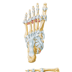 Ligaments and Tendons of Foot: Plantar View