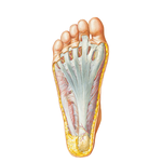 Plantar Region of Foot: Superficial Dissection