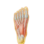 Muscles of Plantar Region of Foot: First Layer