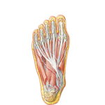 Muscles of Plantar Region of Foot: Second Layer