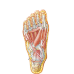 Muscles of Plantar Region of Foot: Third Layer