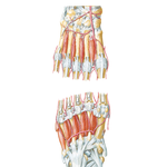 Interosseous Muscles and Deep Arteries of Foot