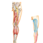 Sciatic Nerve and Posterior Femoral Cutaneous Nerve 