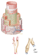 Arterial Wall