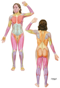 Overview of Muscular System
