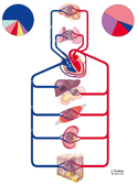 Overview of Cardiovascular System