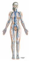 Major Systemic Veins of the Cardiovascular System