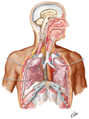 Overview of Respiratory System