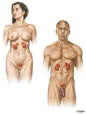 Overview of Urinary System