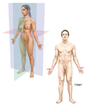Body Planes and Terms of Relationship