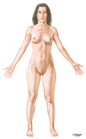 Body Parts: Anterior View of Female