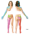Dermatomes of Upper and Lower Limbs