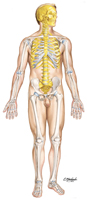 Overview of Skeletal System