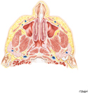 Nose and Maxillary Sinus: Transverse Section