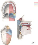 Afferent Innervation of Oral Cavity and Pharynx