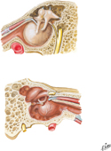Tympanic Cavity: Medial and Lateral Views