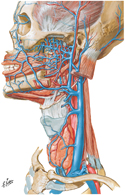 Veins of Head and Neck