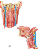Lymph Nodes of Pharynx and Tongue