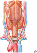Thyroid Gland: Posterior View
