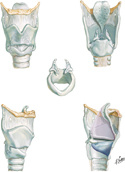 Cartilages of Larynx