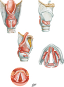 Intrinsic Muscles of Larynx