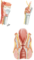 Nerves and Coronal Section of Larynx