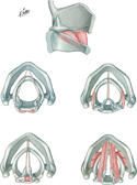 Action of Intrinsic Muscles of Larynx