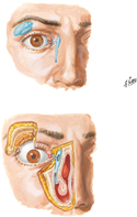 Lacrimal Apparatus