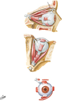 Extrinsic Eye Muscles