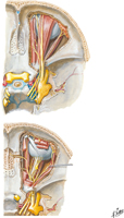 Nerves of Orbit