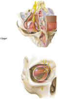 Superior and Anterior Views of Orbit