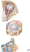 Arteries and Veins of Orbit and Eyelids