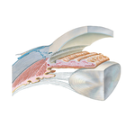 Anterior and Posterior Chambers of Eyeball