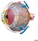 Vascular Supply of Eye