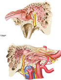 Tympanic Cavity