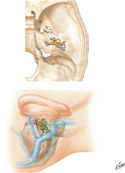 Orientation of Labyrinths in Skull