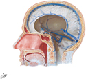 Dural Venous Sinuses: Sagittal Section