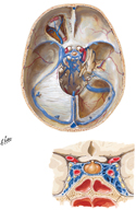 Dural Venous Sinuses: Cranial Base