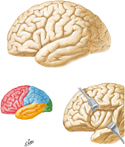 Brain: Lateral Views