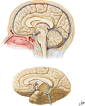 Brain: Medial Views