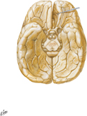 Brain: Inferior View